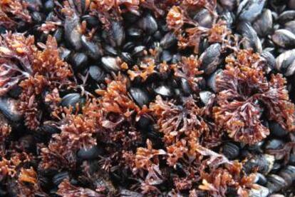 Los mejillones que podrían llegar a la Antártida mediante el tráfico marítimo.