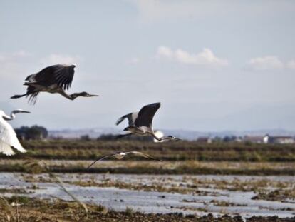 Garzas sobrevolando arrozales en las marismas del Guadalquivir, en el entorno de Do&ntilde;ana.