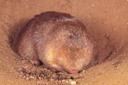 "La Lista Roja 2006 muestra una clara tendencia: la pérdida de biodiversidad aumenta, no disminuye", ha alertado el director general de la organización, Achim Steiner. En la imagen, un topo dorado, en peligro de extinción.