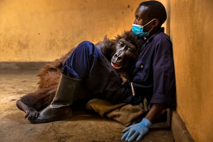 El miedo a morir en los ojos de Ndakasi, aquí con su cuidador André Bauma, del Centro Senkwekwe, el único refugio del mundo para los gorilas de montaña. Ndakasi sobrevivió cuando el resto de su familia fue asesinada en 2007. Pasó el resto de su vida en compañía de humanos y otros gorilas huérfanos. (2021)