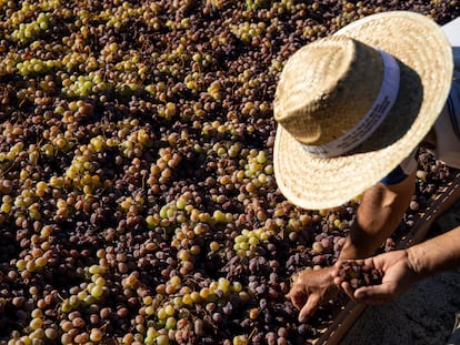 En la finca de Francisco Ríos y Aroa Palma se dedican al cultivo de vides, y su posterior procesado a pasa en los paseros típicos de la Axarquia, en Málaga.