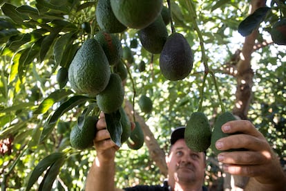 Cultivo de aguacates en Vélez, Málaga