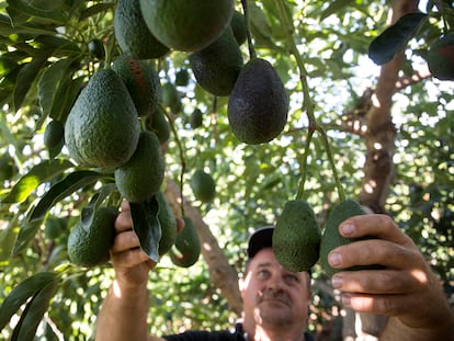 Un trabajador recoge aguacates en una finca de Vélez-Málaga.