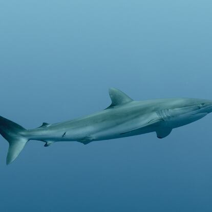 Una tecnología molecular revela especies de tiburón vendidas como corvina en Ecuador