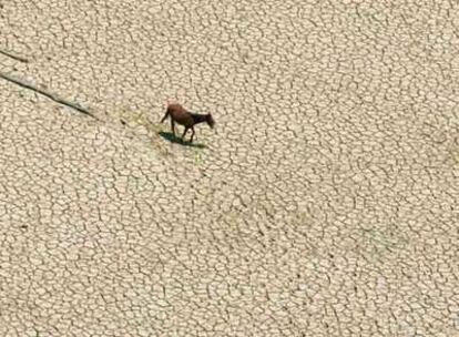 Un caballo en el lecho del lago Curulai (Brasil), al que la falta de lluvia dejó seco.