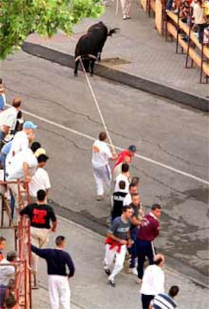 Varios corredores logran introducir con dos sogas al último toro del encierro en la plaza La Cubierta.
