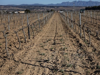Vviñas de la empresa Miquel Pons en La Granada del Penedés (Barceona) afectadas por la sequía.