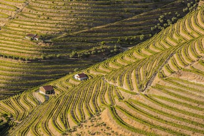 Viñedos en los alrededores de Pinhão, en el valle del Alto Duero, declarados patrimonio mundial, en Portugal.