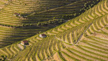 Vinhedos nos arredores de Pinhão, no vale do Alto Duero, declarados patrimônio mundial, em Portugal.