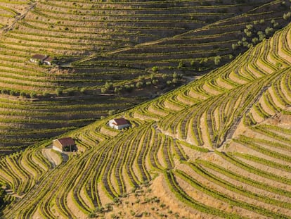 Vinhedos nos arredores de Pinhão, no vale do Alto Duero, declarados patrimônio mundial, em Portugal.