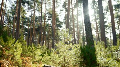 FSC Spain