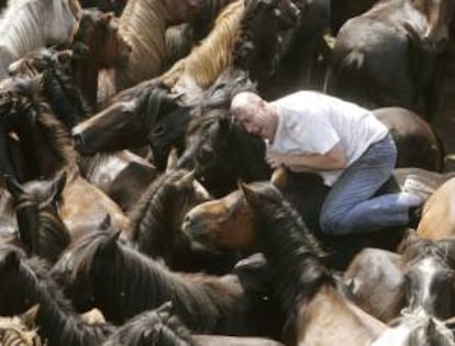 Un "aloitador" (persona que lucha con las bestias para cortarle las crines), hoy en la segunda jornada de la "Rapa das Bestas" de Sabucedo (Pontevedra), una fiesta declarada de interés turístico internacional en la que se trata de rapar las crines a los caballos que viven en estado salvaje en los montes gallegos y la bravura de los hombres y mujeres se mide con la de manadas de equinos en una lucha a cuerpo.