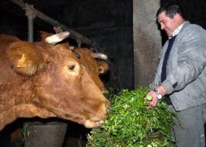 Manuel Castro alimenta a una vaca en su explotación de Órdenes (A Cooruña), donde se ha detectado un caso de EEB.