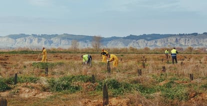 Uno de los proyectos de Reforestum.