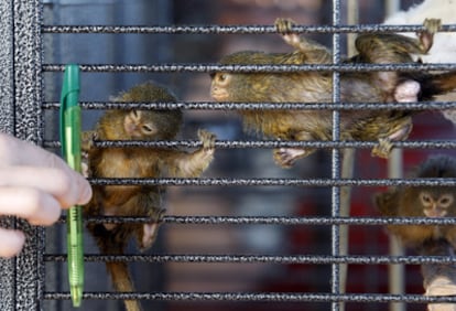 Los monos pigmeos se encuentran actualmente en el centro de recuperación Arrano-Etxea, en San Sebastián.