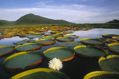 Nenúfares en el Pantanal, una inmensa planicie inundada de más de 200.000 kilómetros cuadrados en el Mato Grosso.