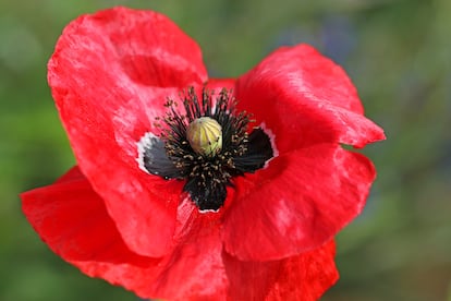 Los cuatro pétalos rojos de una amapola rodean su corona de estambres negros repletos de polen y sus órganos sexuales femeninos de color verdoso.