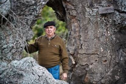 Jos&eacute; Boixo, guarda mayor de la reserva biol&oacute;gica de Do&ntilde;ana entre 1965 y 2000, junto al esqueleto de un alcornoque muerto.