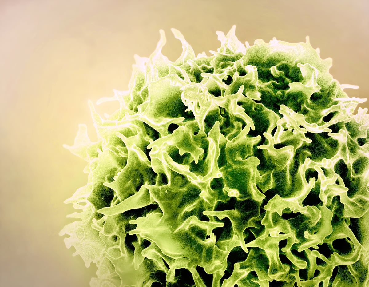 Un grupo de científicos usa las tecnologías de las vacunas de la covid para rejuvenecer el sistema imnune