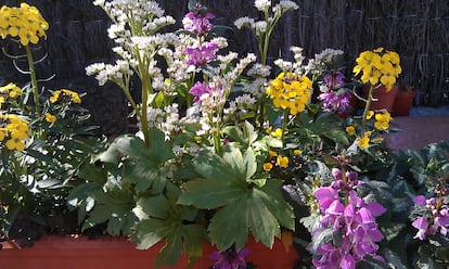 Una composición con lamio púrpura y alhelíes amarillos en una terraza.