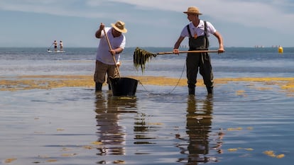 Dos trabajadores de la Consejería de Medio Ambiente murciana retiran algas de una playa de Los Urrutias el pasado junio.