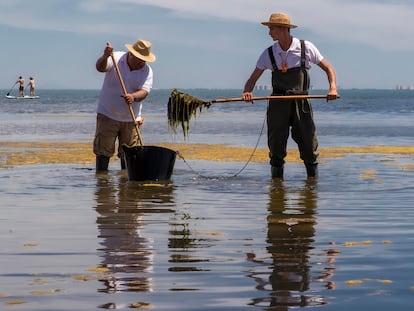 Dos trabajadores de la Consejería de Medio Ambiente murciana retiran algas de una playa de Los Urrutias el pasado junio.