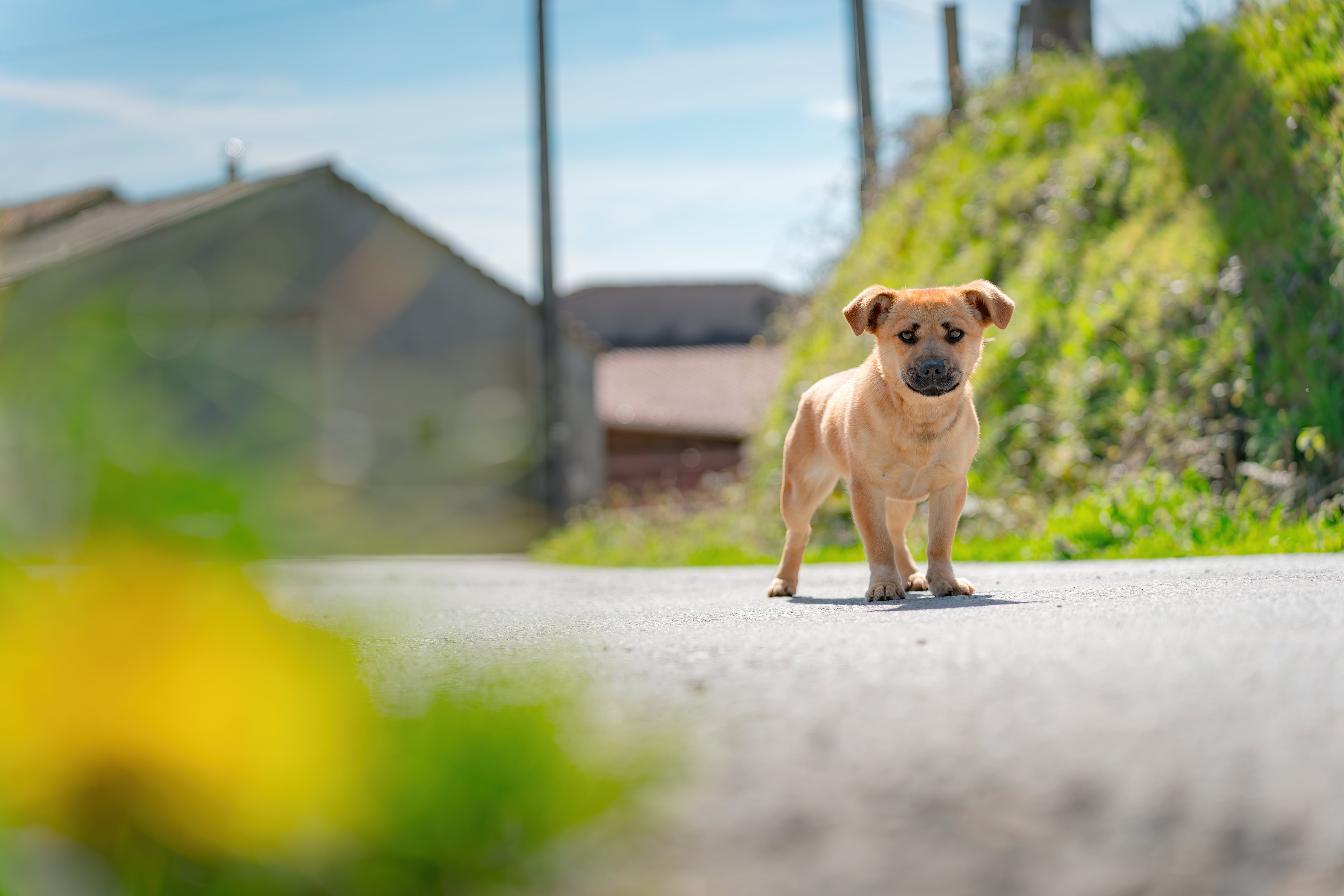 ¿Cómo actuar si se encuentra un animal abandonado?