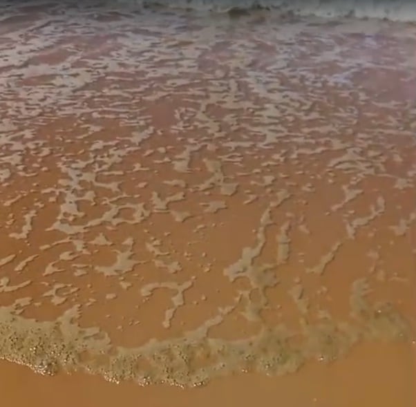 Una de las imágenes tomadas por Rocío García en la orilla de la playa de Doñana este mes de agosto.