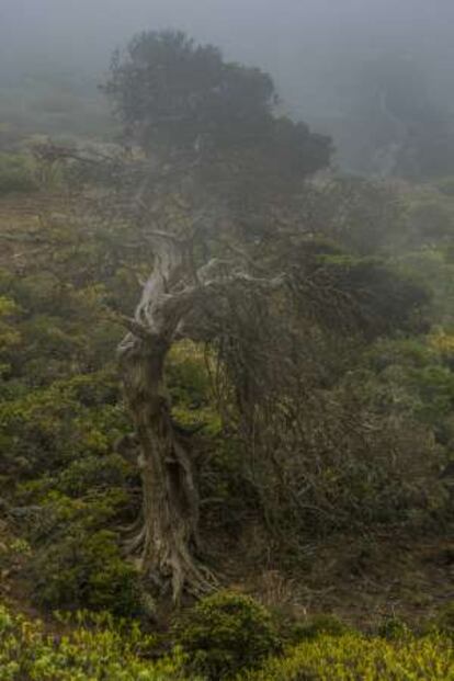 Una sabina de El Hierro.