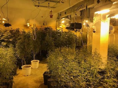 Police seized 461 cannabis plants in the Barcelona neighborhood of Carmel in July.