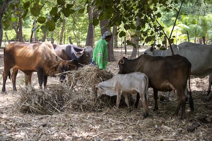 Una persona alimenta a unas vacas en el municipio de cofrada, Managua (Nicaragua), en mayo pasado.