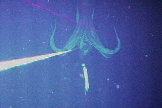 Calamar gigante fotografiado en las profundidades de las islas Ogasawara en 2004 al picar en un cebo. 