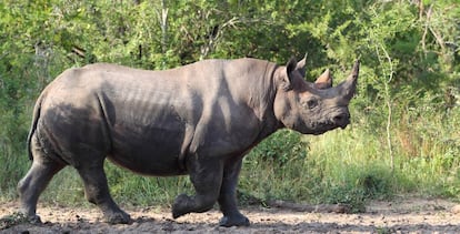 Un rinoceronte en la sabana de Etosha (Namibia)