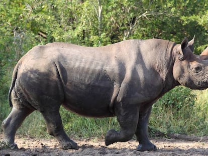 Un rinoceronte en la sabana de Etosha (Namibia)