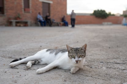 Gato Piedrahíta de Castro