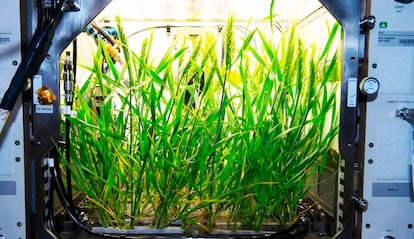 Planta creciendo en un experimento del espacio de la NASA
