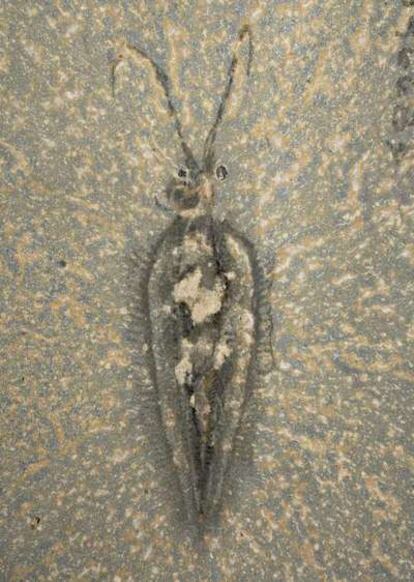 Fósil de <i>Nectocaris pteryx</i>, hallado en Burgess Shale.