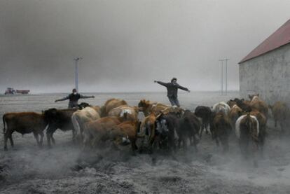 Dos granjeros islandeses tratan de evitar que el ganado se exponga a las cenizas tóxicas del volcán Eyjafjalla.