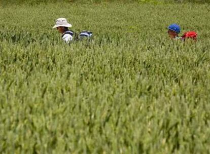 Dos peregrinos sortean un campo de cereal en Redecilla del Camino, en una de las etapas de la ruta jacobea a su paso por Burgos.