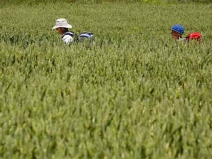 Dos excursionistas sortean un campo de cereal en Redecilla del Camino, en Burgos.