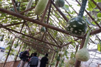 Algunas localidades, como Huaxi, han comenzado a convertir sus parques en huertos urbanos que producen alimentos orgánicos y hacen las veces de pulmón en la ciudad.