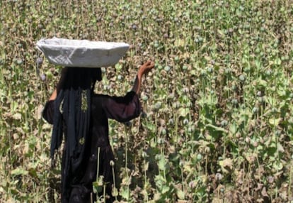 Una mujer recoge las cápsulas de la amapola del opio en una plantación cerca de Jalalabad, Afganistán.