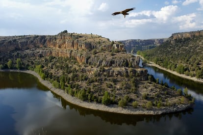 Los buitres leonados que anidan en los farallones rocosos (esta colonia está considerada la mayor de Europa) sobrevuelan, majestuosos, el parque natural de las Hoces del Río Duratón, en el noreste de Segovia (Castilla y León). Entre Sepúlveda y Burgomillodo (un anejo de Carrascal del Río), el río, afluente del Duero, se ha ido encajando en un profundo cañón de roca caliza que curvea y serpentea, pasando por el monasterio de la Hoz y la ermita de San Frutos, entre sabinas y bosques de ribera. Sus algo más de 5.000 hectáreas están declaradas, además, Zona de Especial Protección para las Aves (ZEPA) y Lugar de Importancia Comunitaria (LIC); están integradas, asímismo, en la Red Natura 2000.<br></br> Más información: <a href="https://www.turismocastillayleon.com/es/rural-naturaleza/espacios-naturales/parque-natural-hoces-rio-duraton" target="_blank">turismocastillayleon.com</a>