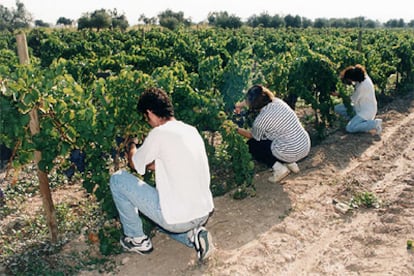 Alumnos de la carrera de Enología de la Universidad Rovira i Virgili, en Tarragona, hacen prácticas en los viñedos.