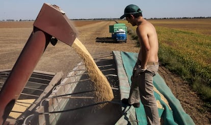 Un trabajador en un campo de soja.