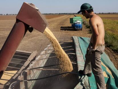 Un trabajador en un campo de soja.