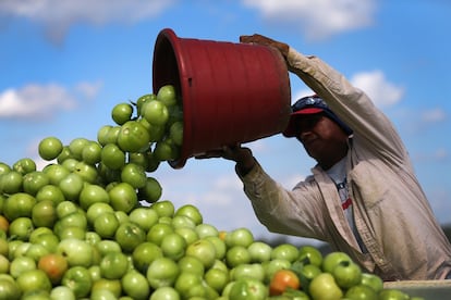 Un migrante vierte tomates en una granja de Florida