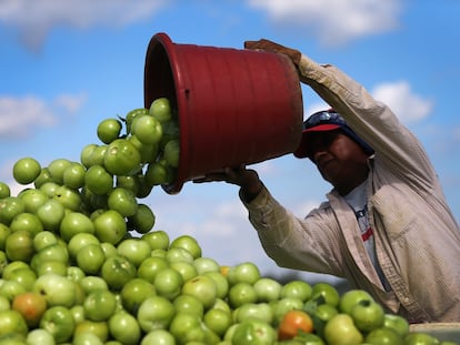 Un migrante vierte tomates en una granja de Florida.