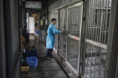 Yang Cheng cierra las jaulas que el Centro de Investigación y Reproducción de Chengdu utiliza para las osas que acaban de dar a luz.