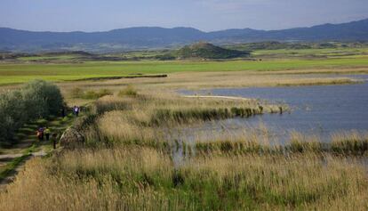 La laguna de Pitillas es un humedal de origen endorreico (cuenca sin salida al mar) situado en su mayoría en el término municipal de Pitillas, también en Santacara, en Navarra. Tiene una superficie de 216 hectáreas y es un enclave estratégico en el paso de las aves migratorias, especialmente importante para el avetoro (especie de garza). La laguna esta rodeada por cultivos, cereal de secano en su mayoría, con lo que el entorno va cambiando de color a lo largo del año: fuera, los brotes verdes del invierno se convierten en amarillo en la época de cosecha; dentro, el marrón del carrizo seco durante los meses más fríos deja paso al verde en verano.